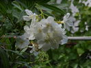 DSCN4278