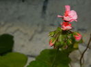 DSCN4284