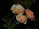 DSCN4298