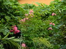 DSCN4305