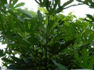 DSCN4309
