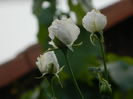 DSCN4318