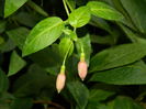 DSCN4319