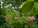 DSCN4322