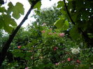 DSCN4323