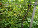 DSCN4325