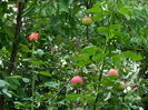 DSCN4332