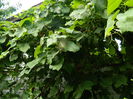 DSCN4337