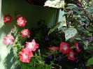 DSCN4361