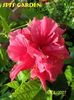Classic Pink