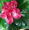 Pink Bouquet