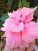 Classic Pink