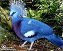 beautiful-blue-crowned-pigeon