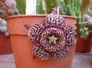 stapelia 1 (1)