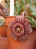 stapelia 1 (2)