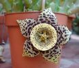 stapelia 2 (1)