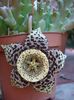 stapelia 2 (2)