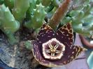 stapelia 3 (1)