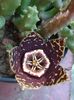 stapelia 3 (2)