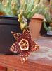 stapelia 3 (3)