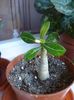 evolutia primului adenium (pierdut iarna) (1)