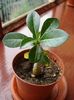 evolutia primului adenium (pierdut iarna) (2)