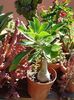 evolutia primului adenium (pierdut iarna) (7)