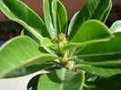 evolutia primului adenium (pierdut iarna) (9)