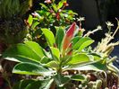 evolutia primului adenium (pierdut iarna) (12)