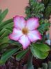 evolutia primului adenium (pierdut iarna) (22)