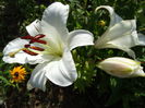 DSC09807
