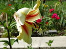 DSC09850