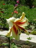 DSC09851
