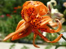 DSC00098