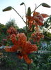 DSC00111