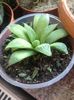 haworthia comptoniana cv deltoid