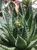 aloe aristata bobocel