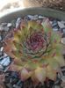 sempervivum