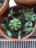 haworthia venosa & echeveria elegants