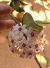 hoya