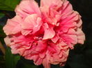 DSC03339