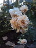DSC04764