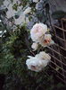 DSC04927