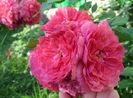Rosarium Uetersen