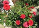 Out of Rosenheim