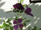 clematis Polish Spirit