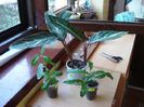 pt Camelia (1)