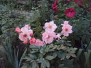 DSC05000