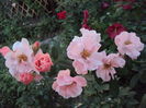 DSC05002