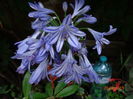 Agapanthus